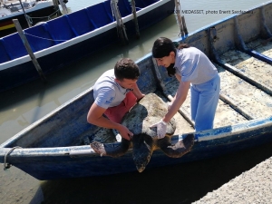 Releasing the Loggerhead turtle after the DNA sample process