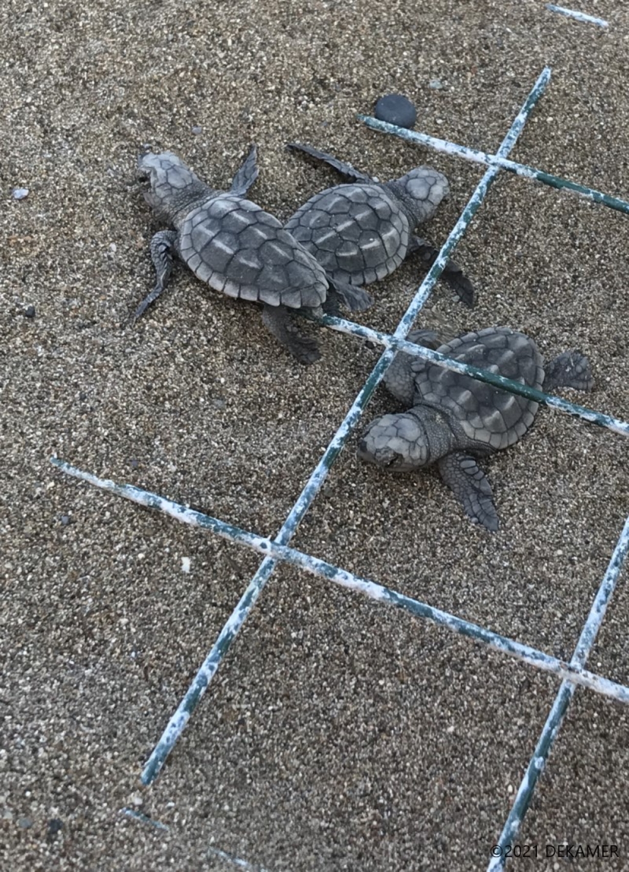 “Fighting” for Turtles! A Story of Conservation from the Mediterranean!